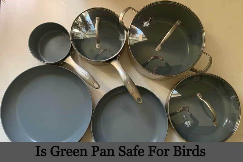Is Green Pan Safe For Birds